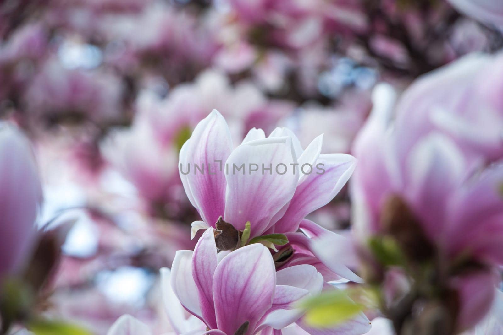 Beautiful magnolia blossom in a park, spring