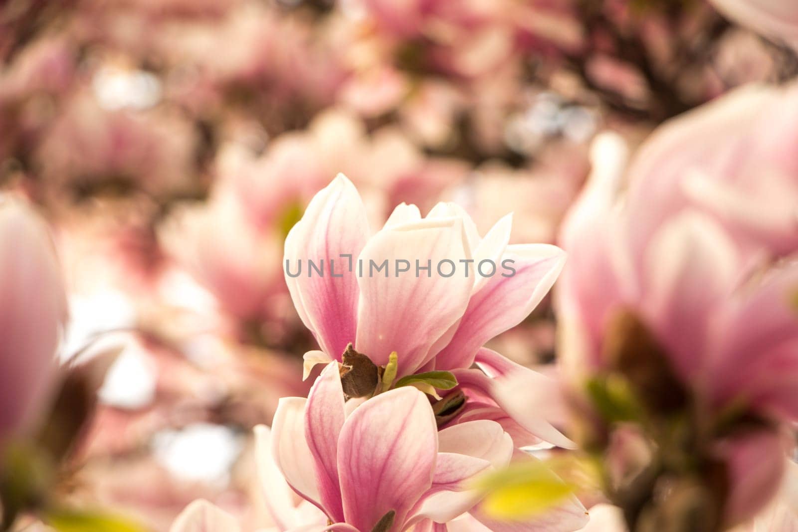 Beautiful magnolia blossom in a park, spring