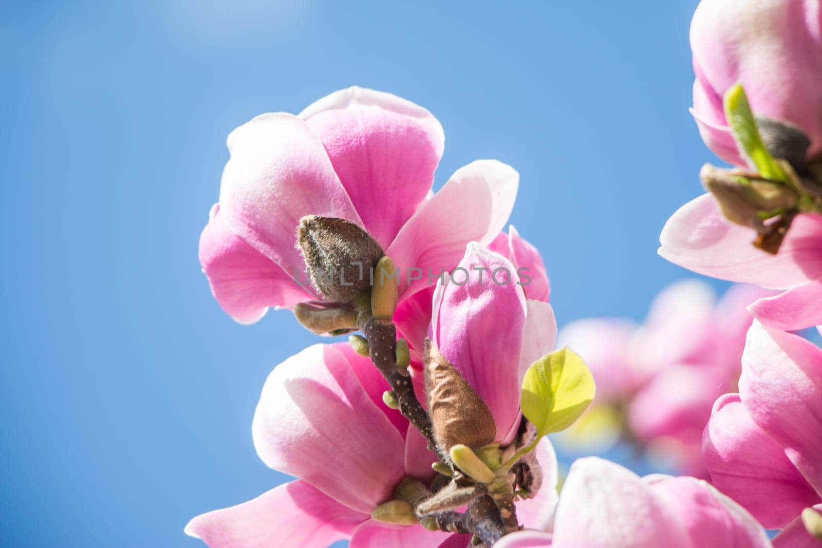 Beautiful magnolia blossom in a park, spring