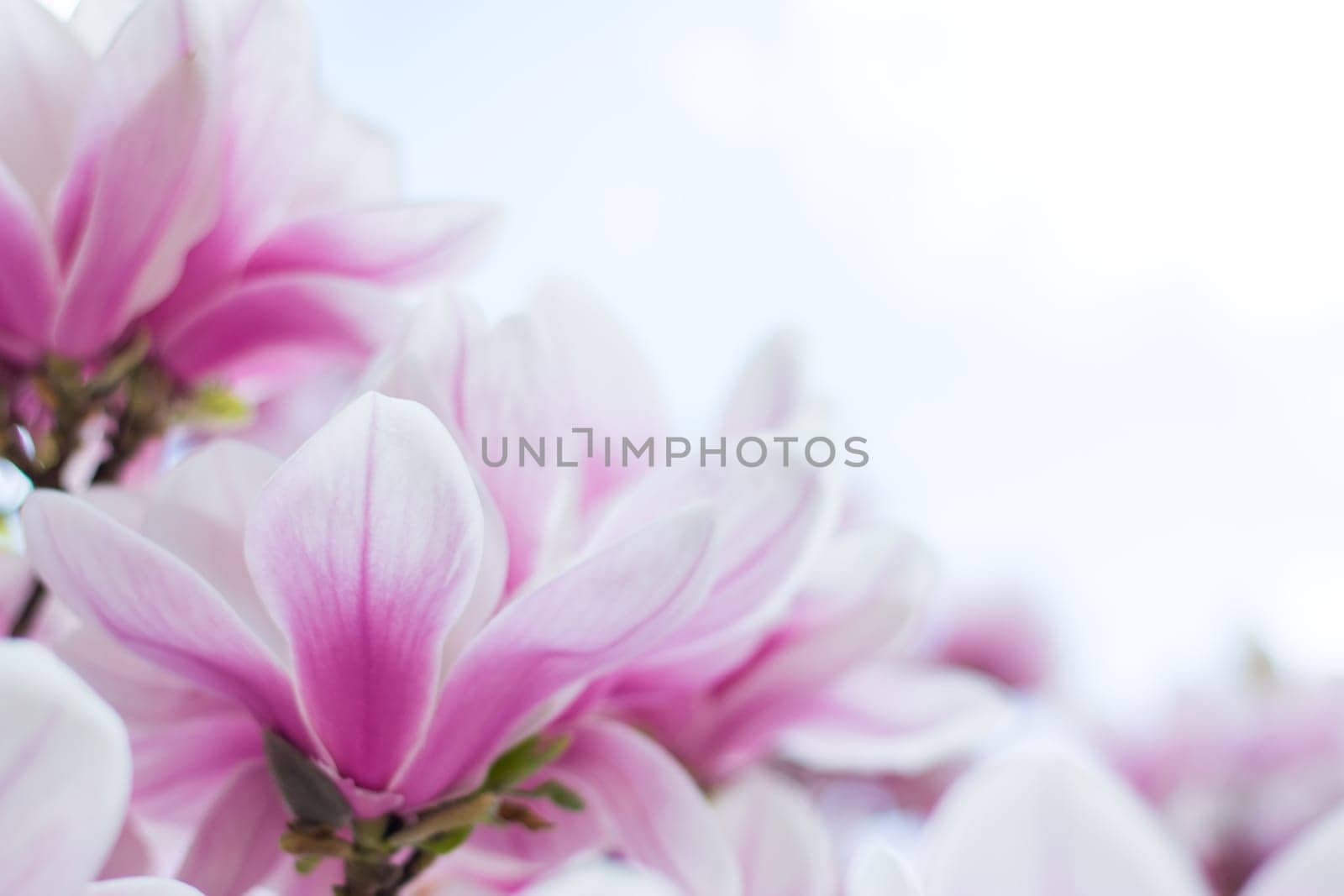 Beautiful magnolia blossom in a park, spring