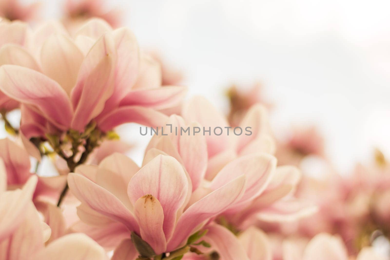 Beautiful magnolia blossom in a park, spring