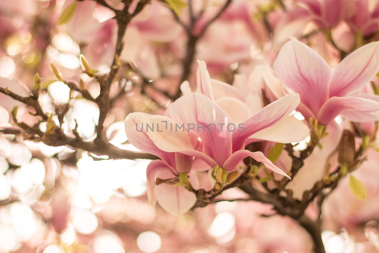 Beautiful magnolia blossom in a park, spring
