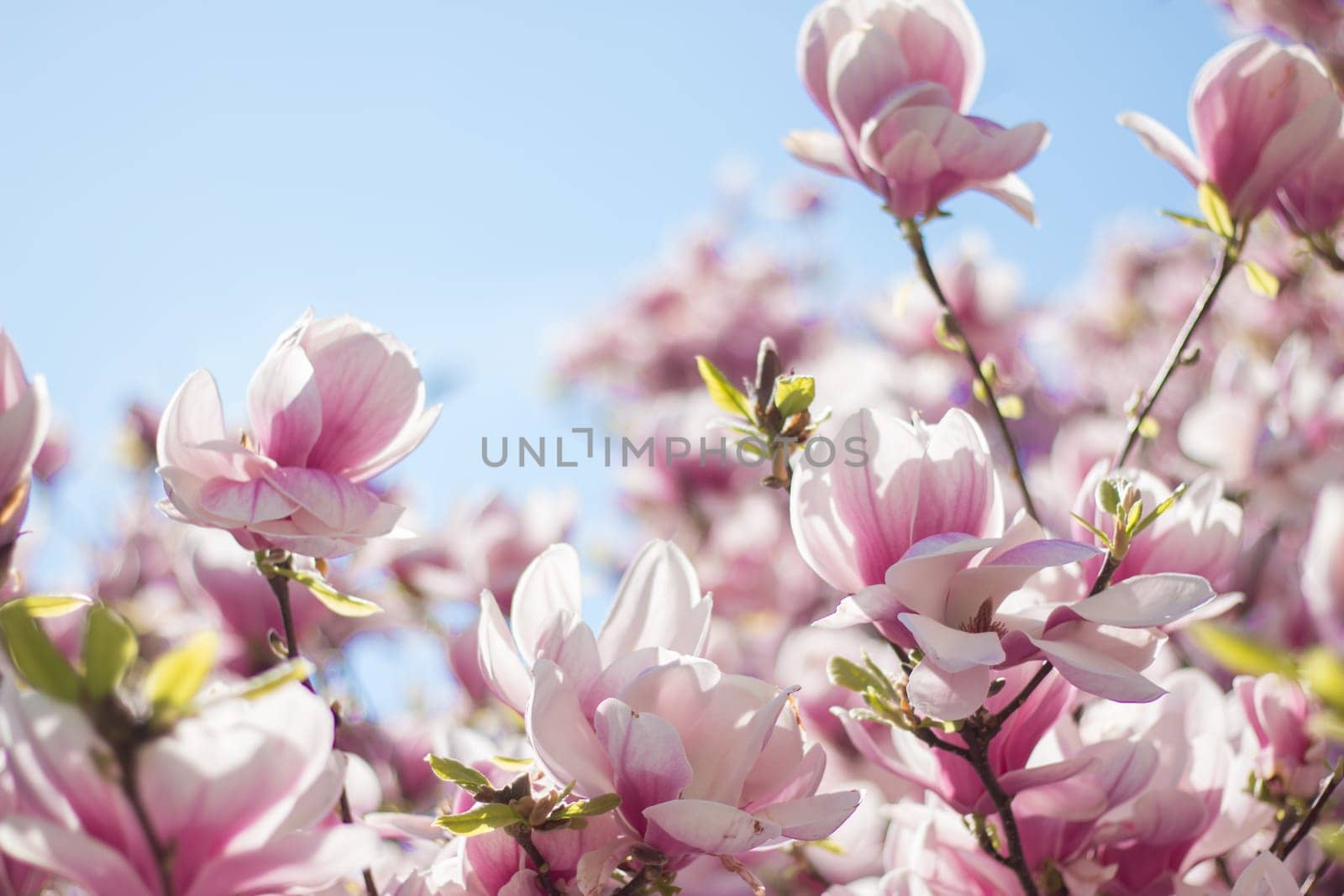 Magnolia tree flowers blossom in spring, blue sky