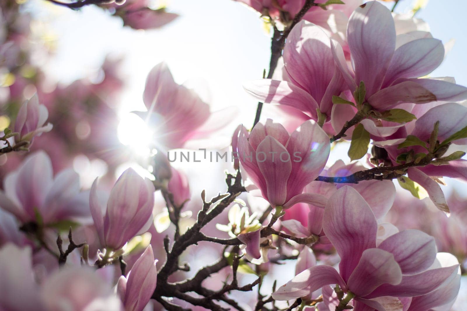 Magnolia tree flowers blossom in spring