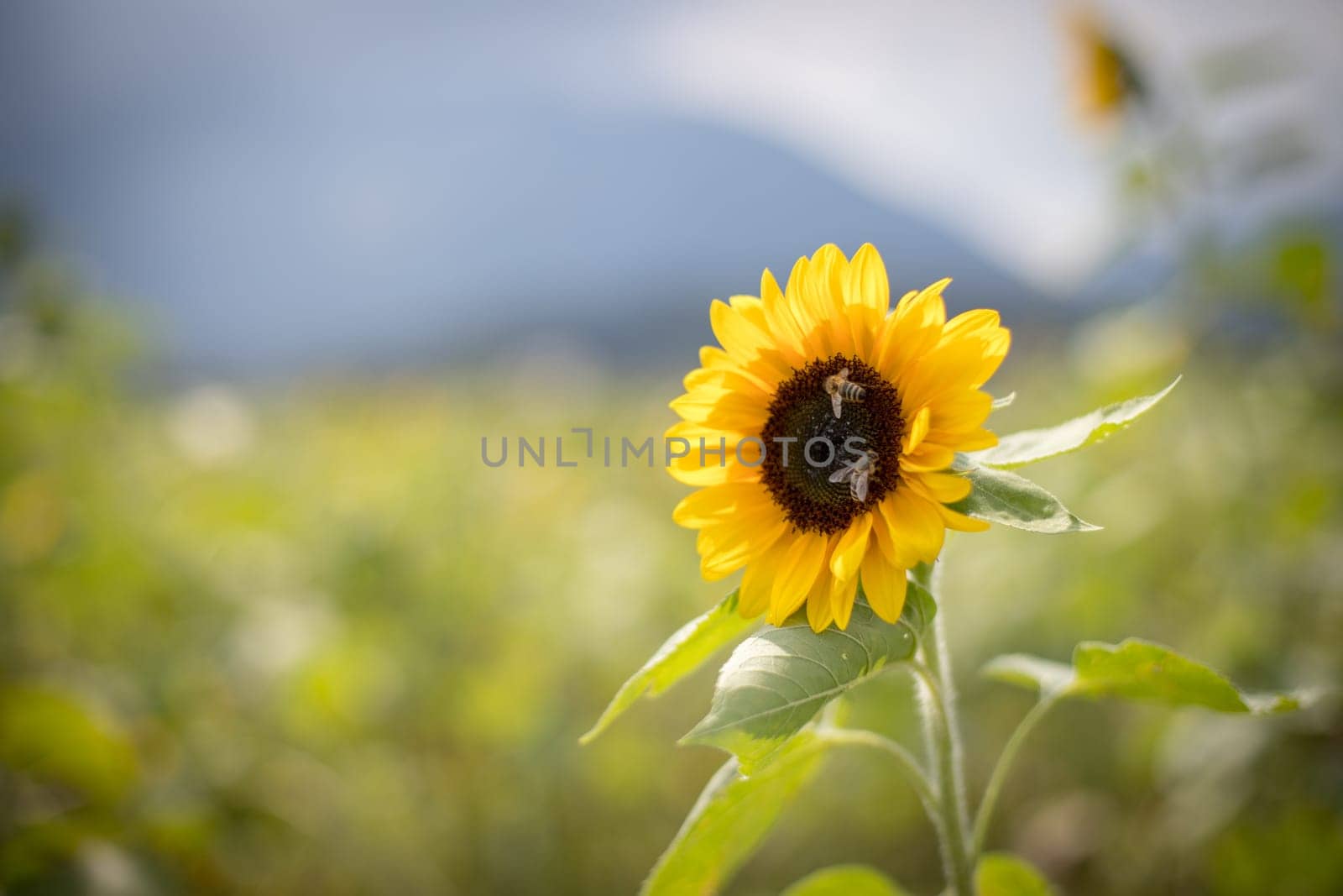Field of beautiful blooming sunflowers in summer, cloudy sky