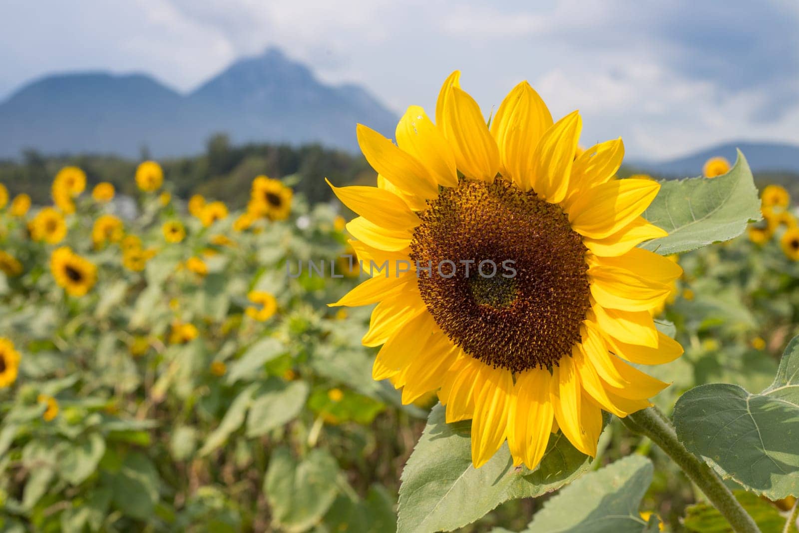 Field of beautiful blooming sunflowers in summer, cloudy sky