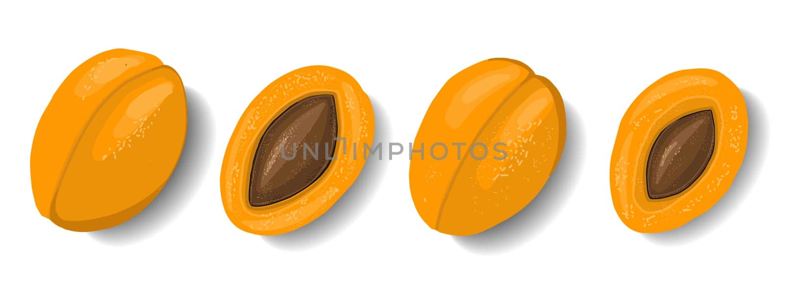 Apricots isolated on white background. Fruit clipart. Element for summer design. Vector illustration