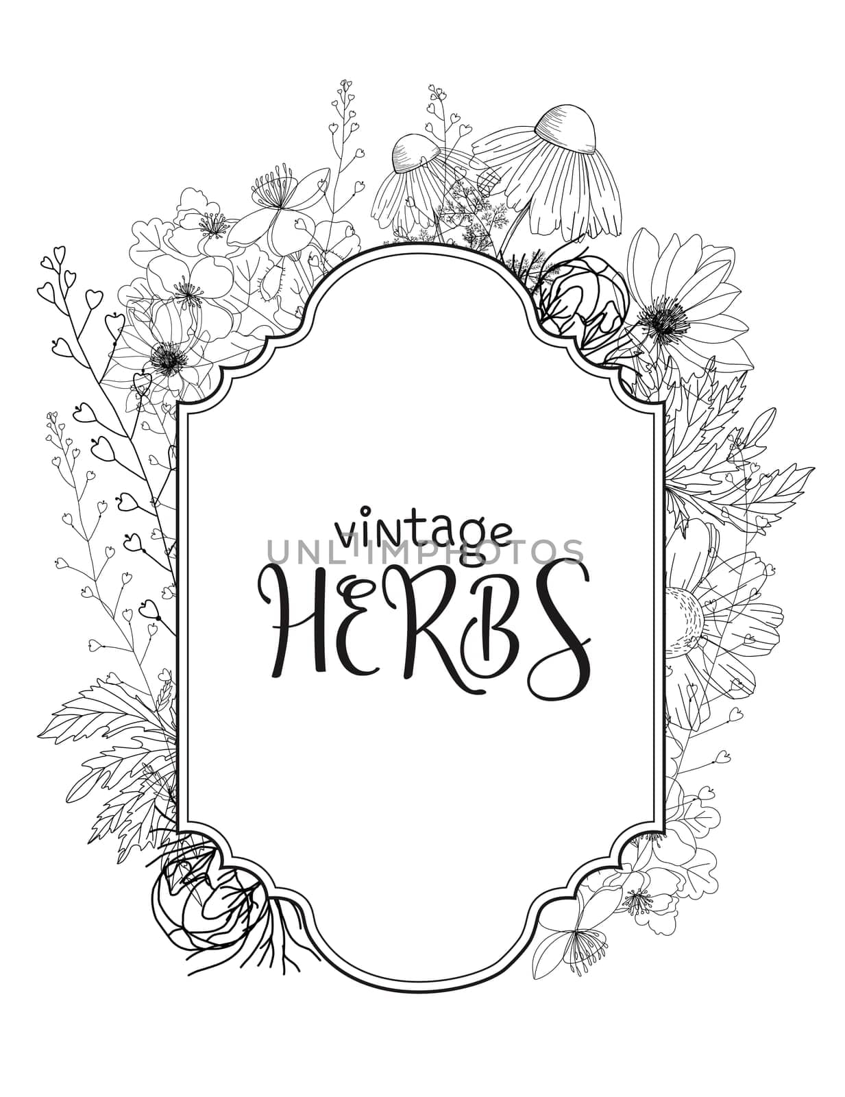 Template card with medicinal herbs. vector template. Wild medicinal plants. Retro flowers. Hand drawing illustration. Engraving style. Botanical illustration. Pharmacy herbs labels. Fresh local organi