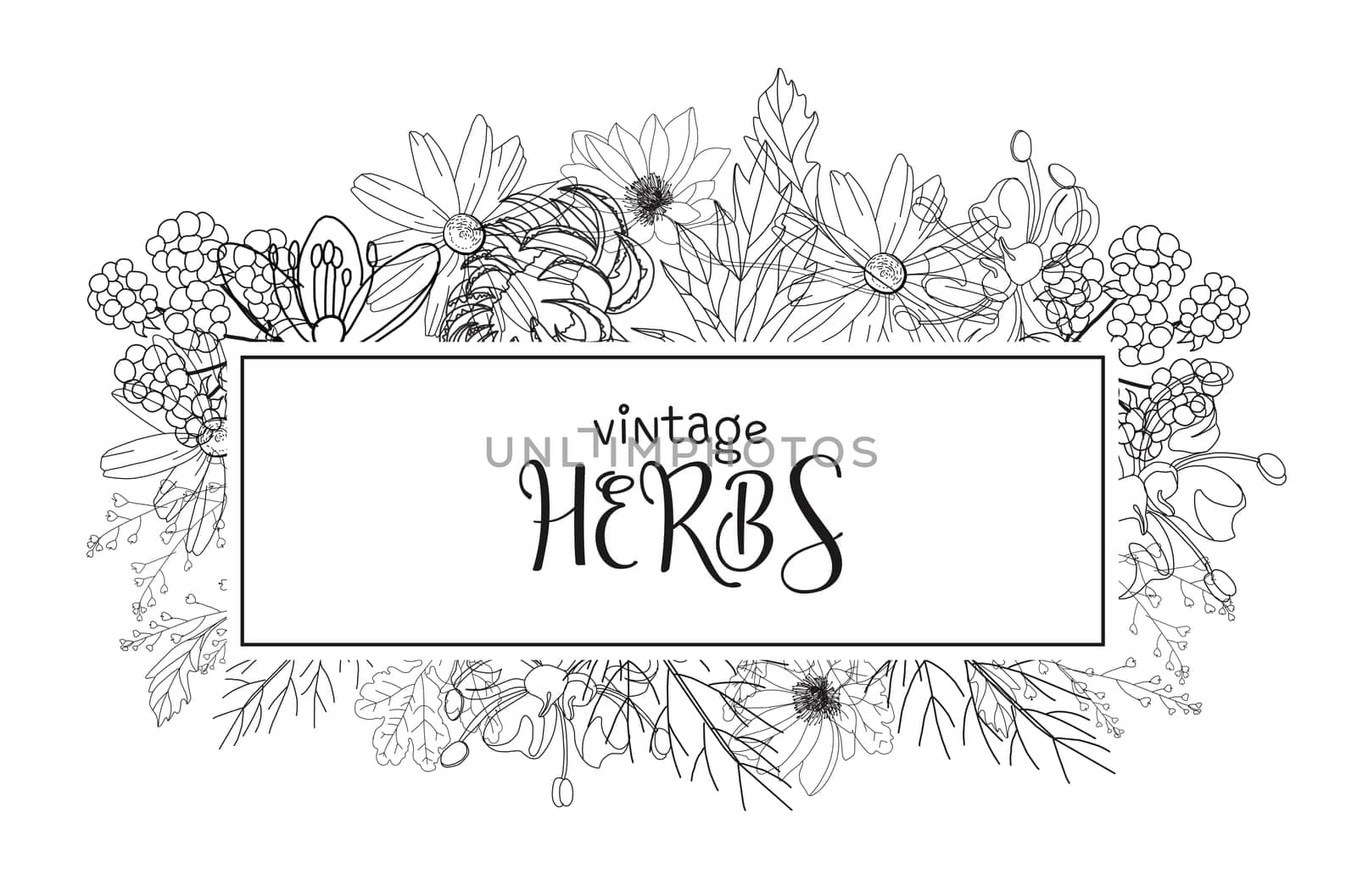 Template card with medicinal herbs. vector template. Wild medicinal plants. Retro flowers. Hand drawing illustration. Engraving style. Botanical illustration. Pharmacy herbs labels. Fresh local organi