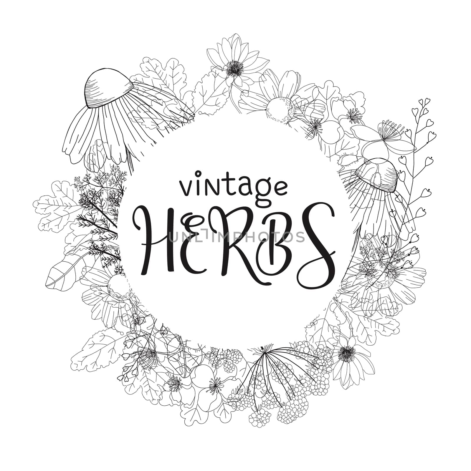 Template card with medicinal herbs. vector template. Wild medicinal plants. Retro flowers. Hand drawing illustration. Engraving style. Botanical illustration. Pharmacy herbs labels. Fresh local organi