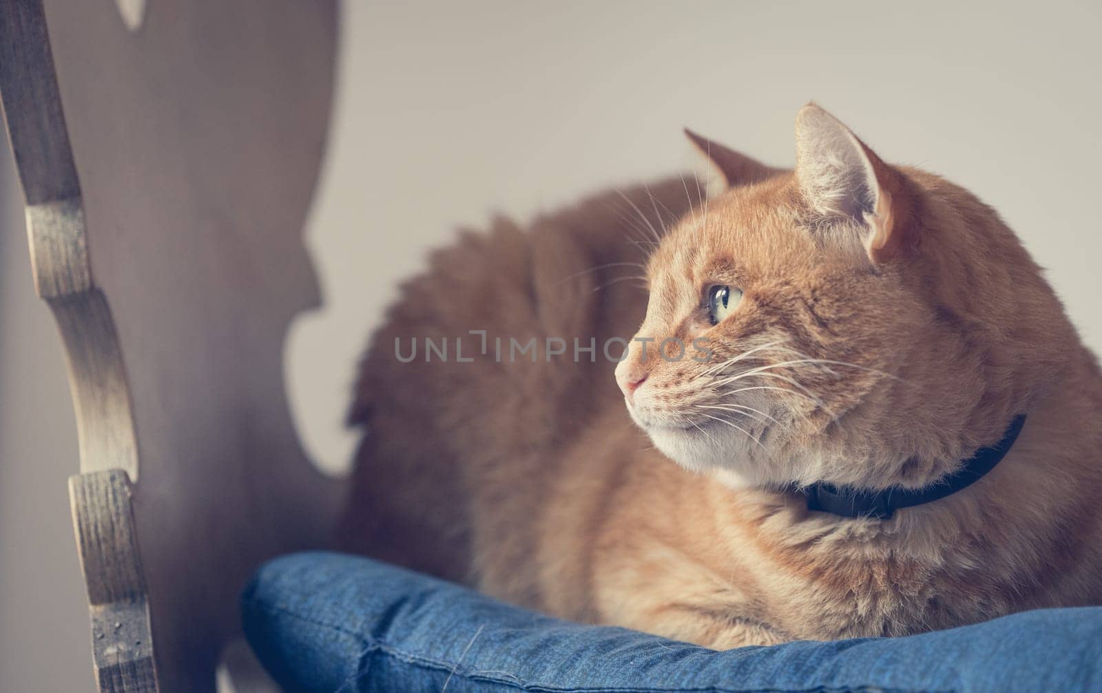 Red tabby cat is lying and enjoying at home