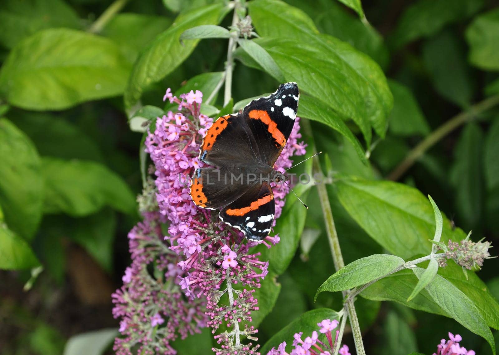 Inflorescence of a butterfly bush with red admiral