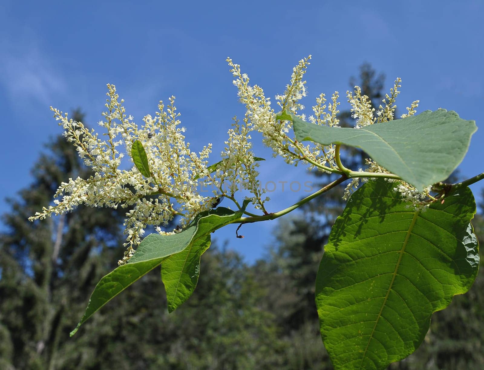 Flower of Reynoutria japonica in closeup view in Bavarian Forest