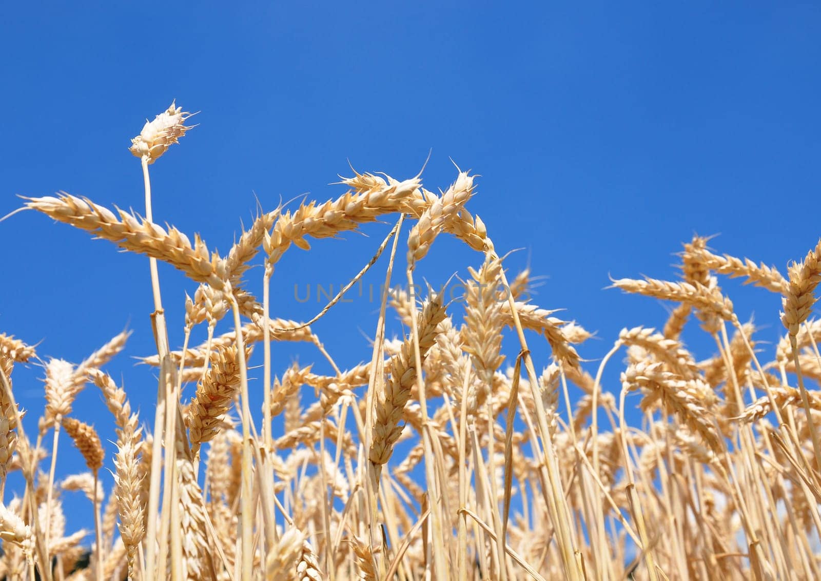 Fully ripe field of wheat in front of cloudless sky