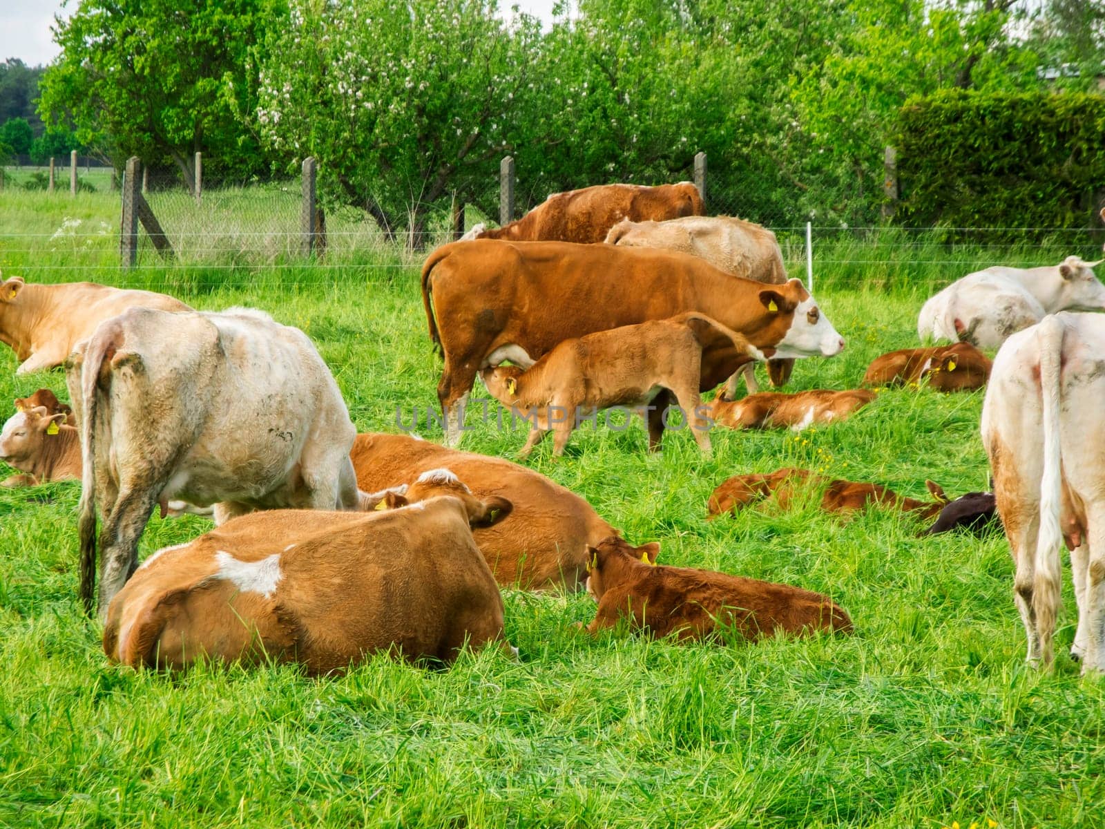 Landscape view with cows with their calves and a suckling calf on a green meadow in Brandenburg / Germany.