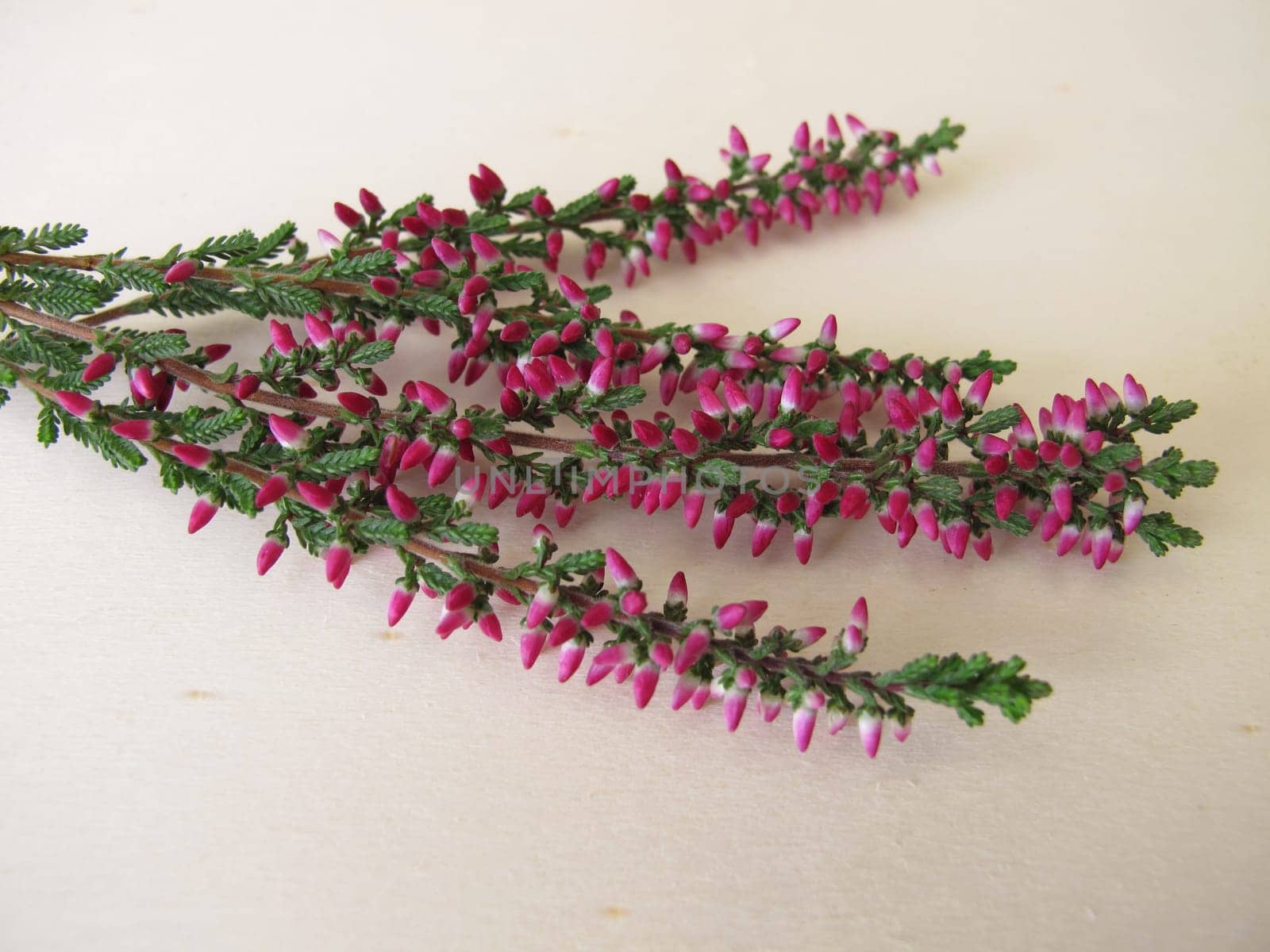 Fresh heather with flowering shoots on a wooden board