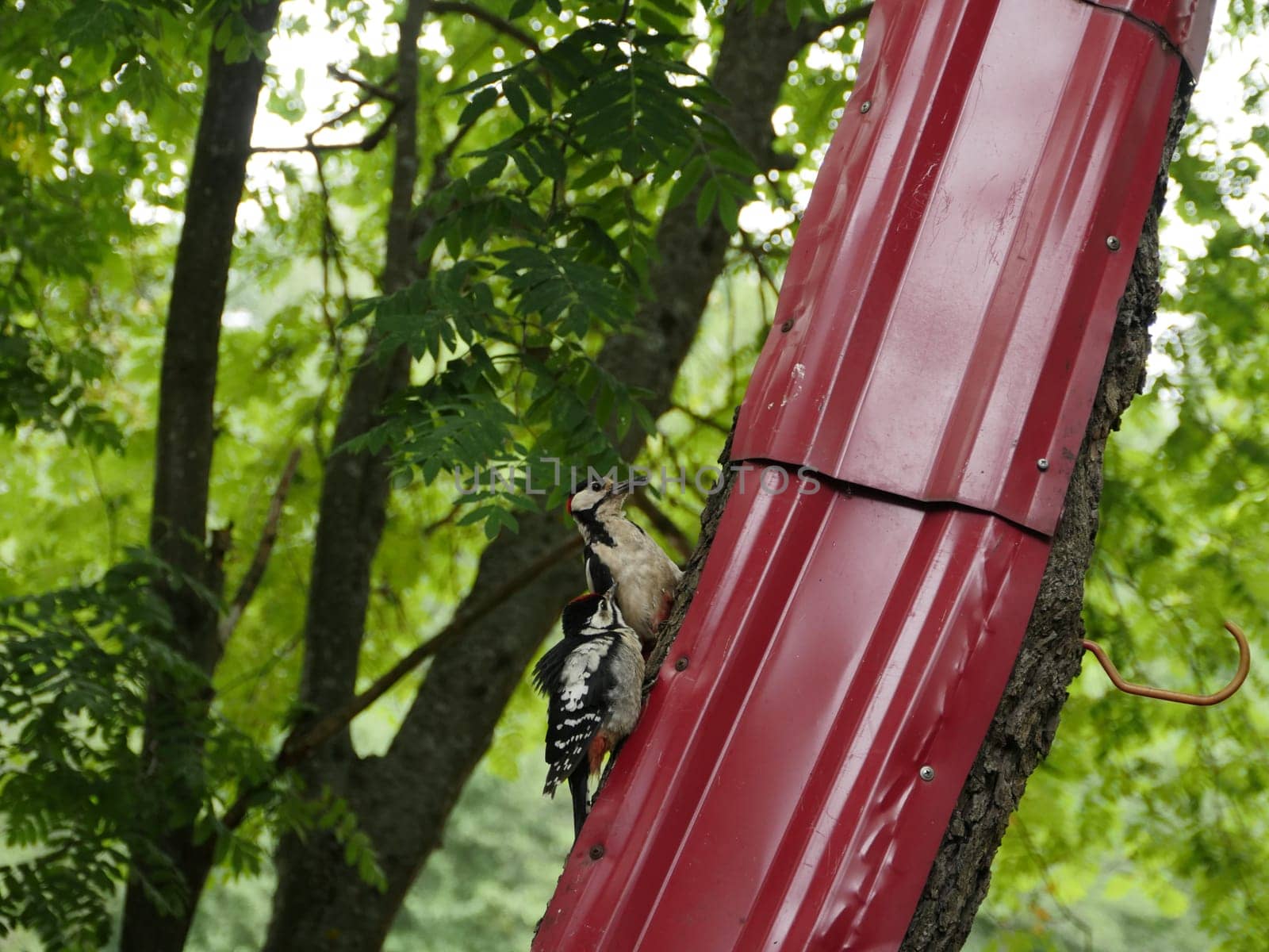 Adult Great Red-headed Woodpecker with its chick