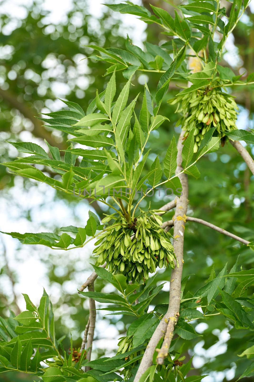 Infructescence with seeds of a common ash tree (Fraxinus excelsior) in summer in a park in Germany