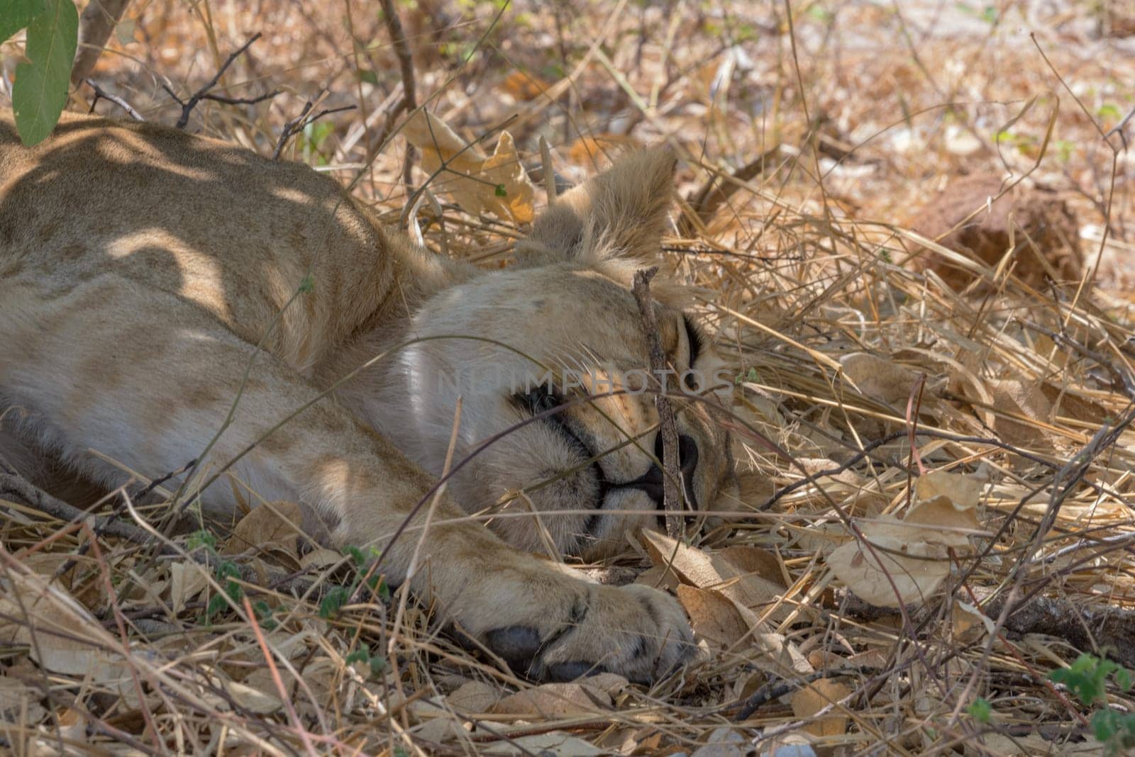 Lioness dozing in the shade in Chobe National Park, Botswana