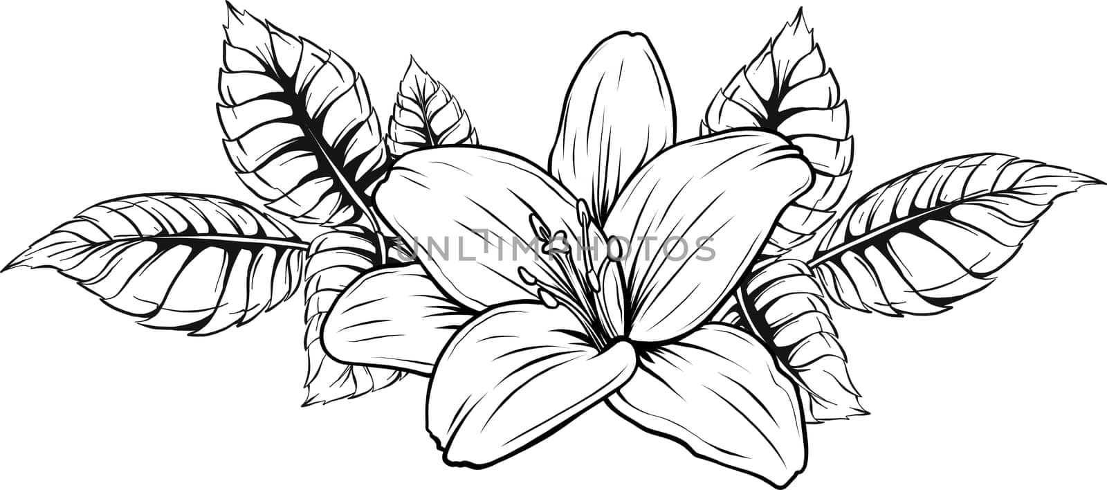colored lily flower isolated design