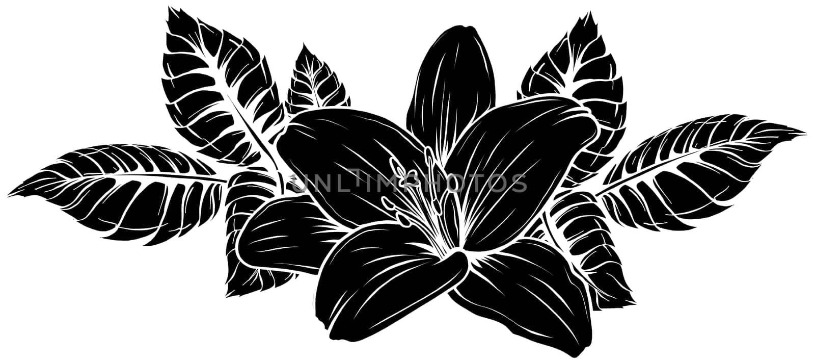 colored lily flower isolated design