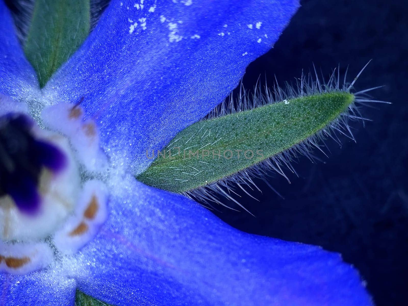Borage, spice and medicine with flower
