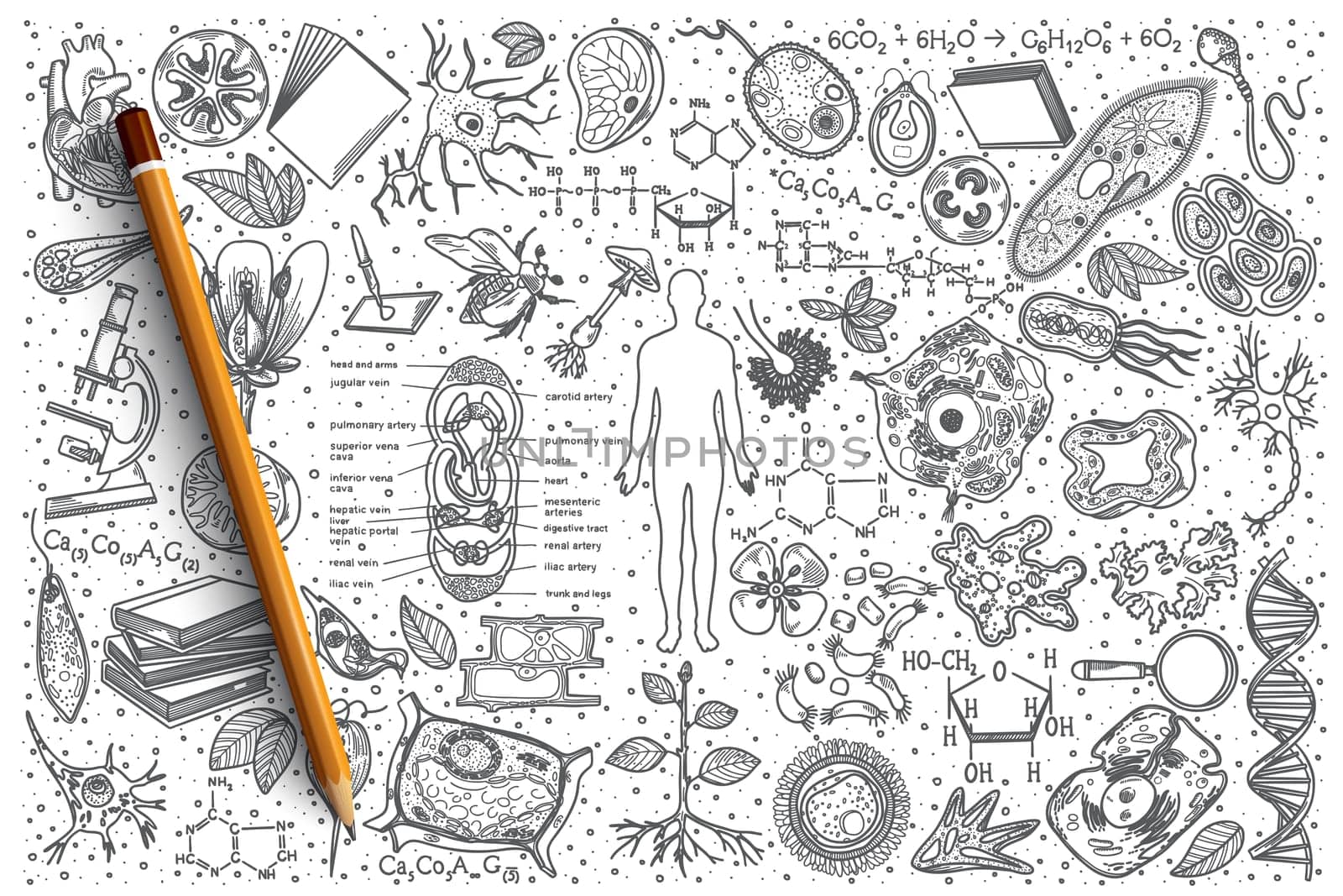 Hand drawn Biology vector doodle set background