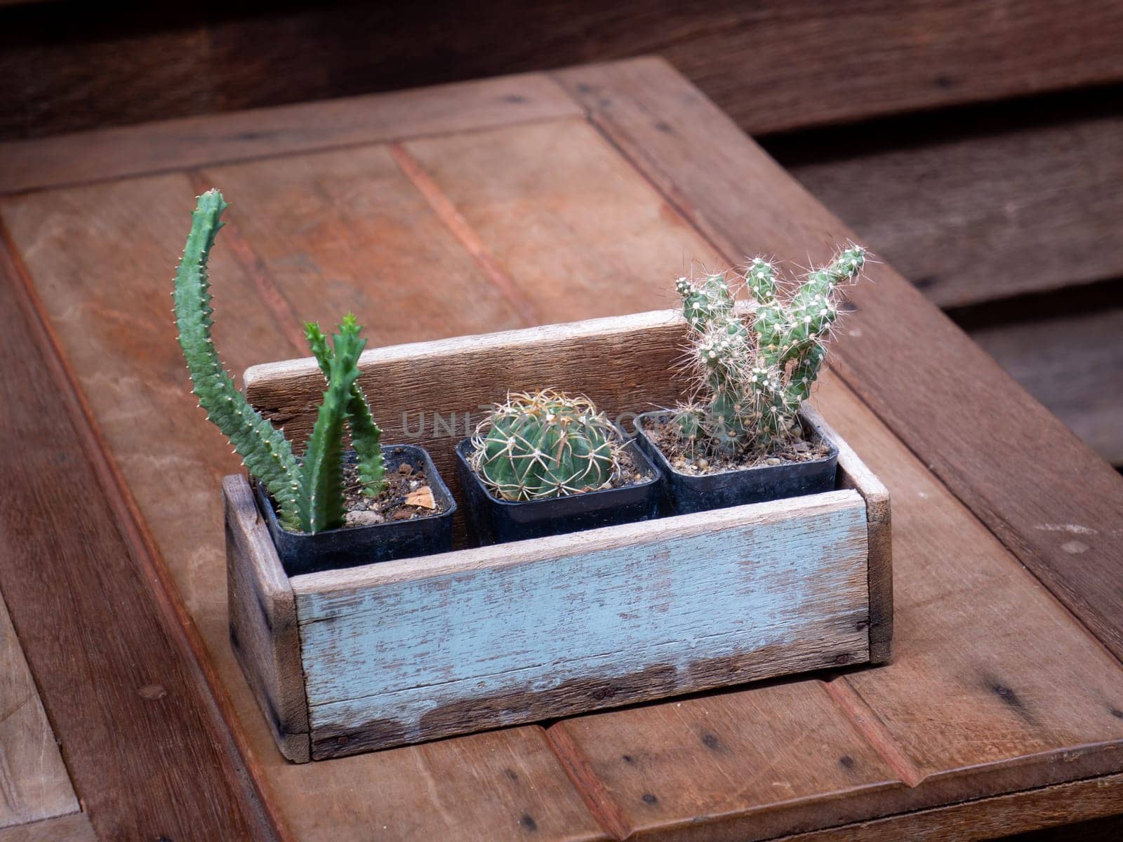 cactus in wooden pots placed on the wooden table