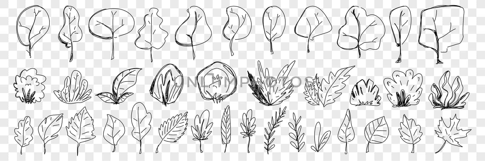 Leaves from trees and plants doodle set. Collection of hand drawn natural elegant leaves fallen from trees and plants natural elegant pattern isolated on transparent background