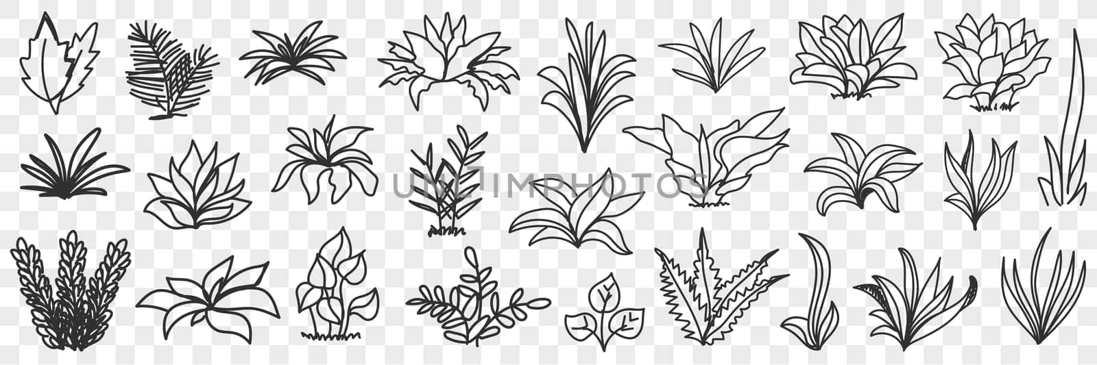 Leaves bunches on road natural pattern doodle set. Collection of hand drawn various growing leaves and plants bunches natural pattern isolated on transparent background