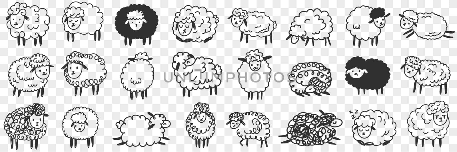 Funny white and black sheep animals doodle set. Collection of hand drawn various funny cute fluffy sheets in farms in different poses enjoying life isolated on transparent background