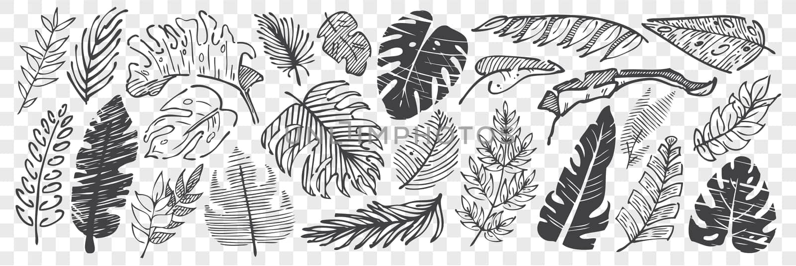 Hand drawn leaves doodle set. Collection of pencil chalk drawing sketches different shape tree foliage isolated on transparent background. Part of plants illustration.