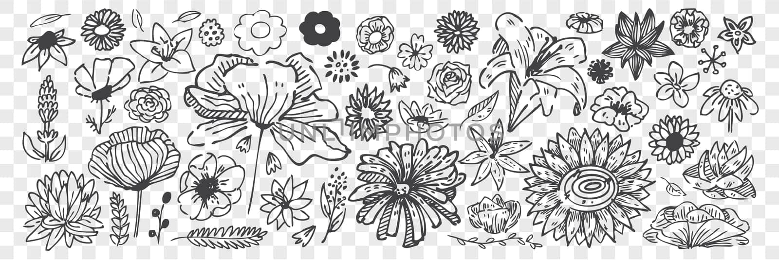 Hand drawn flowers doodle set. Collection of pencil chalk drawing sketches different blossoming blooms cornflower chamomile rose lily isolated on transparent background. Meadow plants illustration.