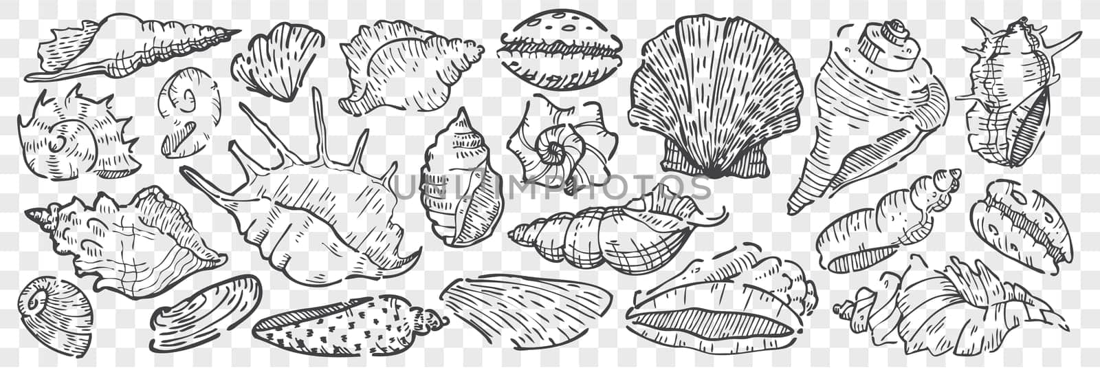 Hand drawn seashells doodle set. Collection of pencil chalk drawing sketches different shape bivalve mollusc shells isolated on transparent background. Protective hull of ocean animals illustration.