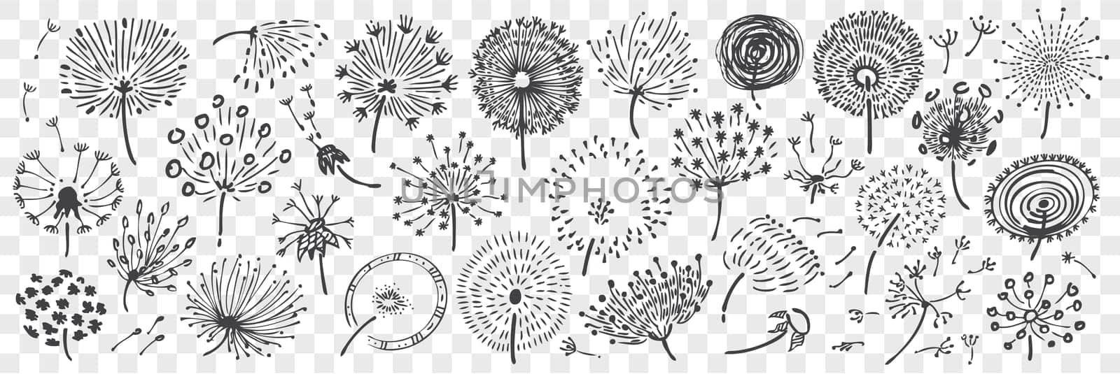 Hand drawn dandelion doodle set. Collection of pencil chalk drawing sketches of different various form blowball flower on transparent background. Nature beautiful field plant illustration.