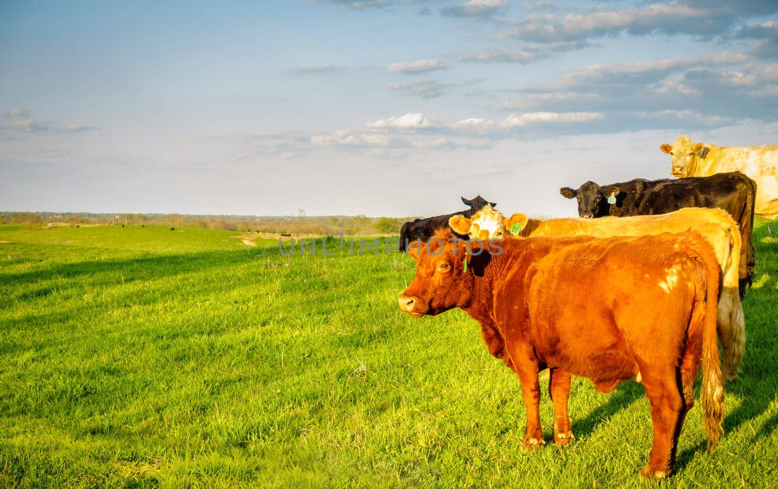A group of cows on a pasture in Central Kentucky