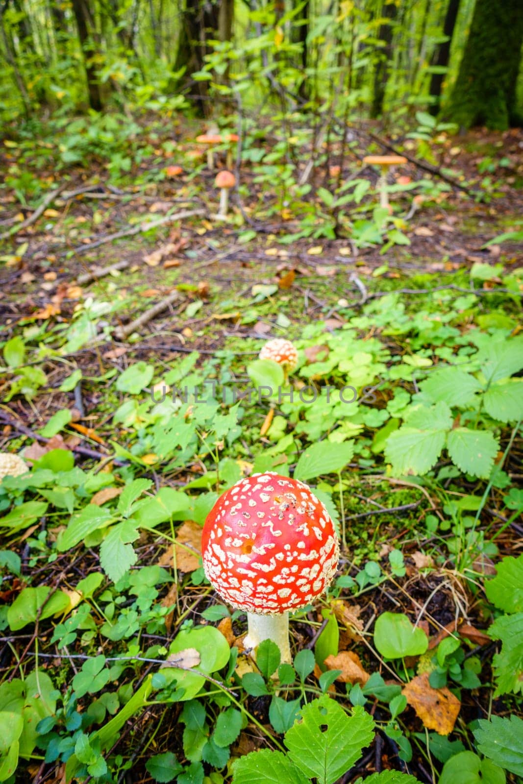 Close-up image of an amanita mushroom in forest in Russia