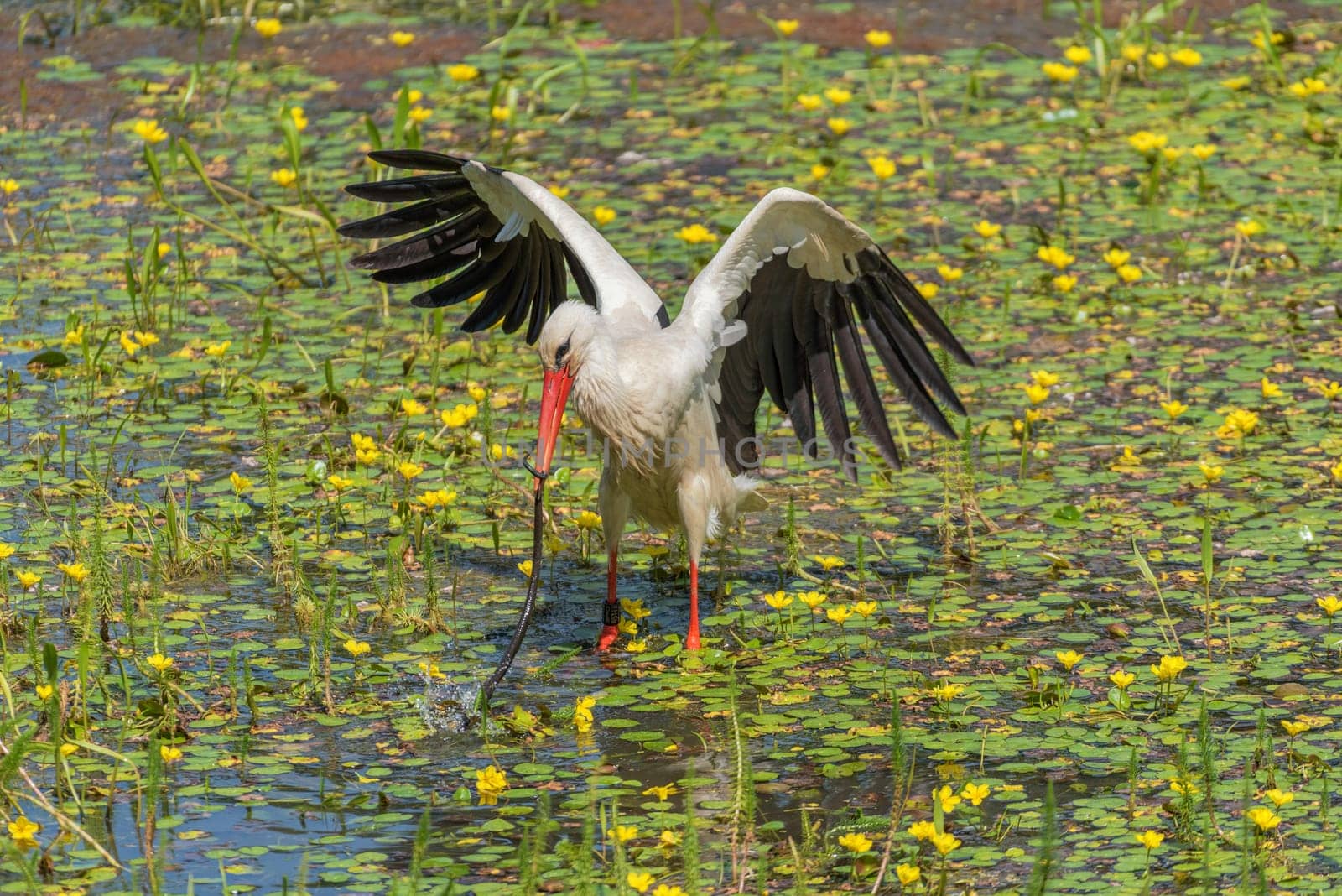 a white stork (Ciconia ciconia) catches and eats snake in the nature reserve kuehkopf, hesse, germany
