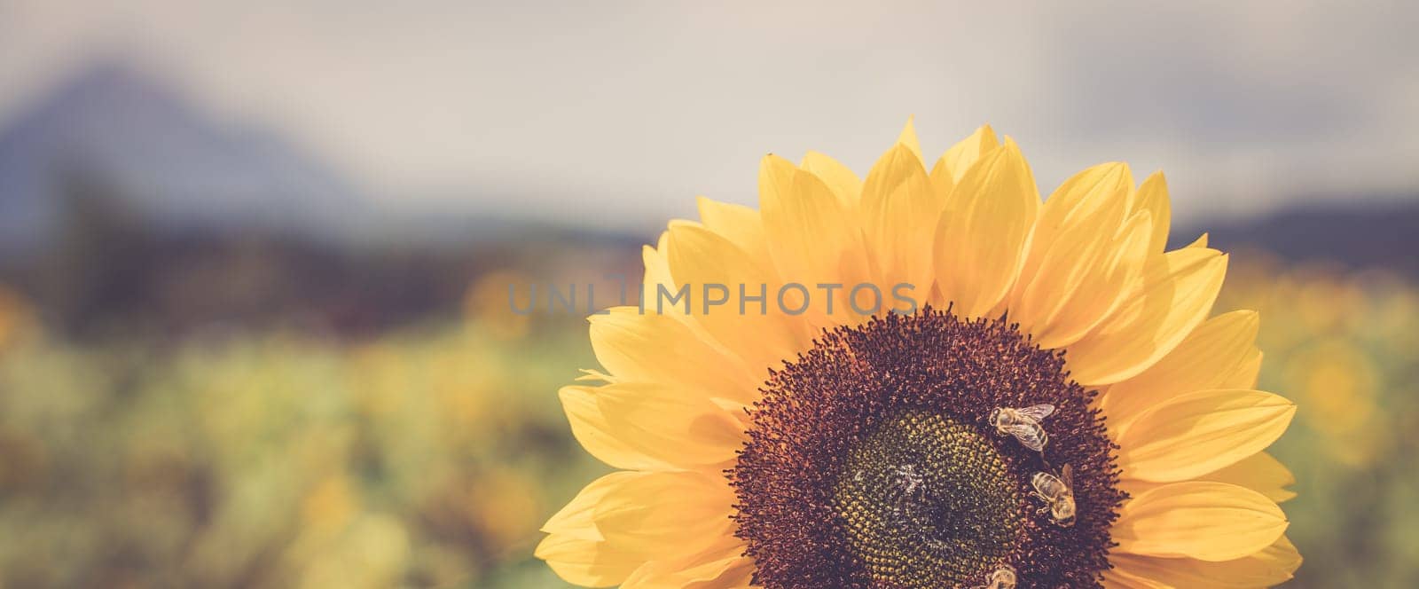 Field of beautiful blooming sunflowers in summer, cloudy sky