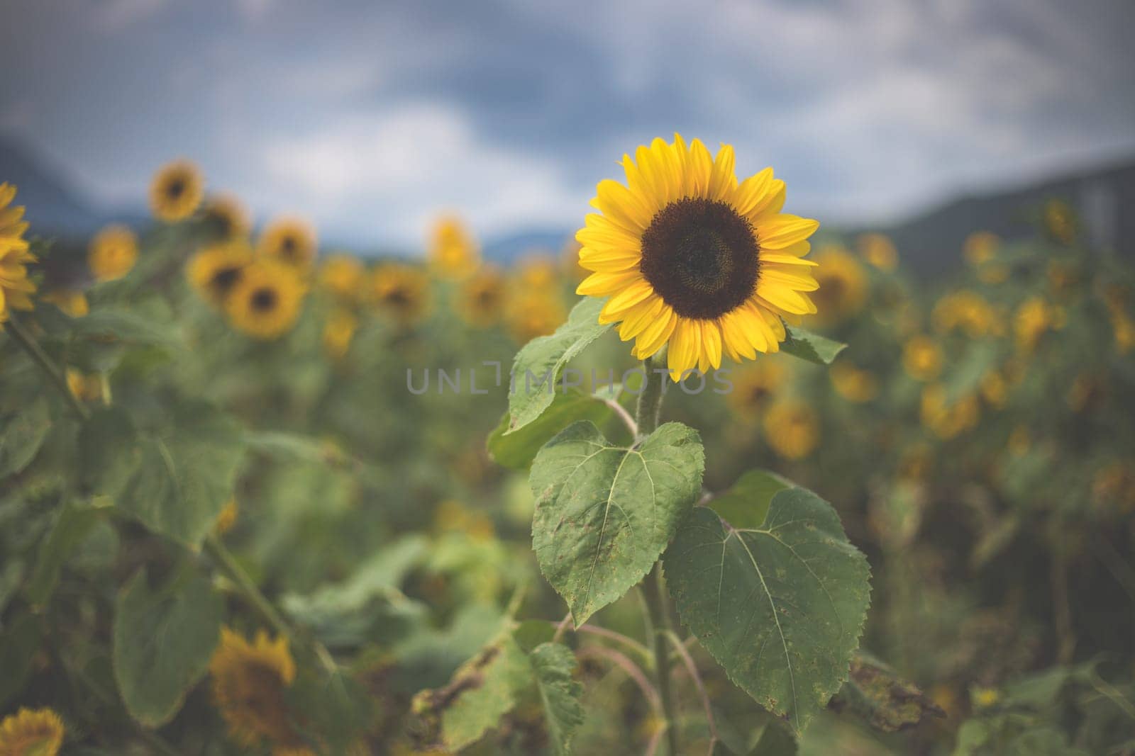 Field of blooming sunflowers in the summer