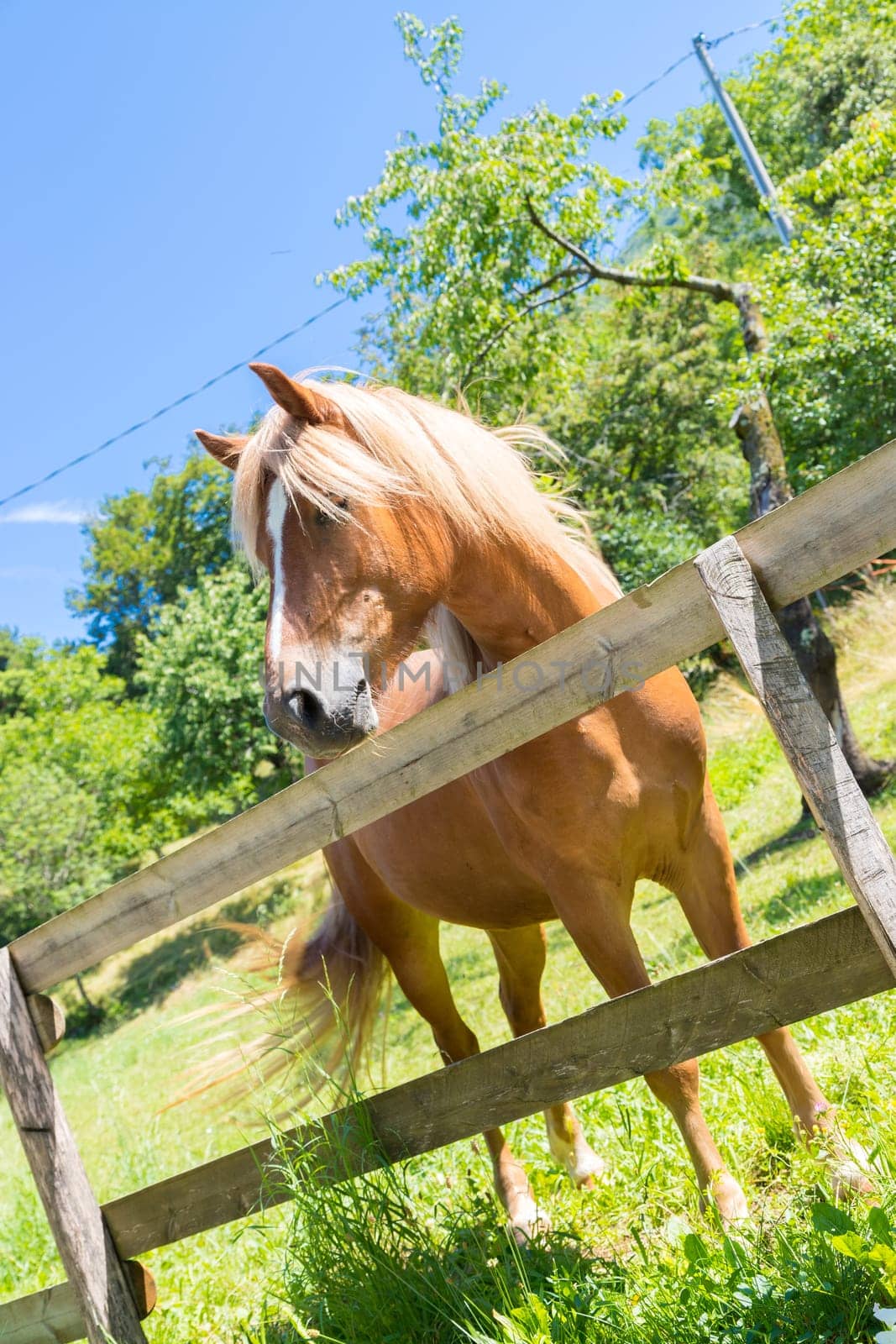 Curious brown horse on green meadow, Italy