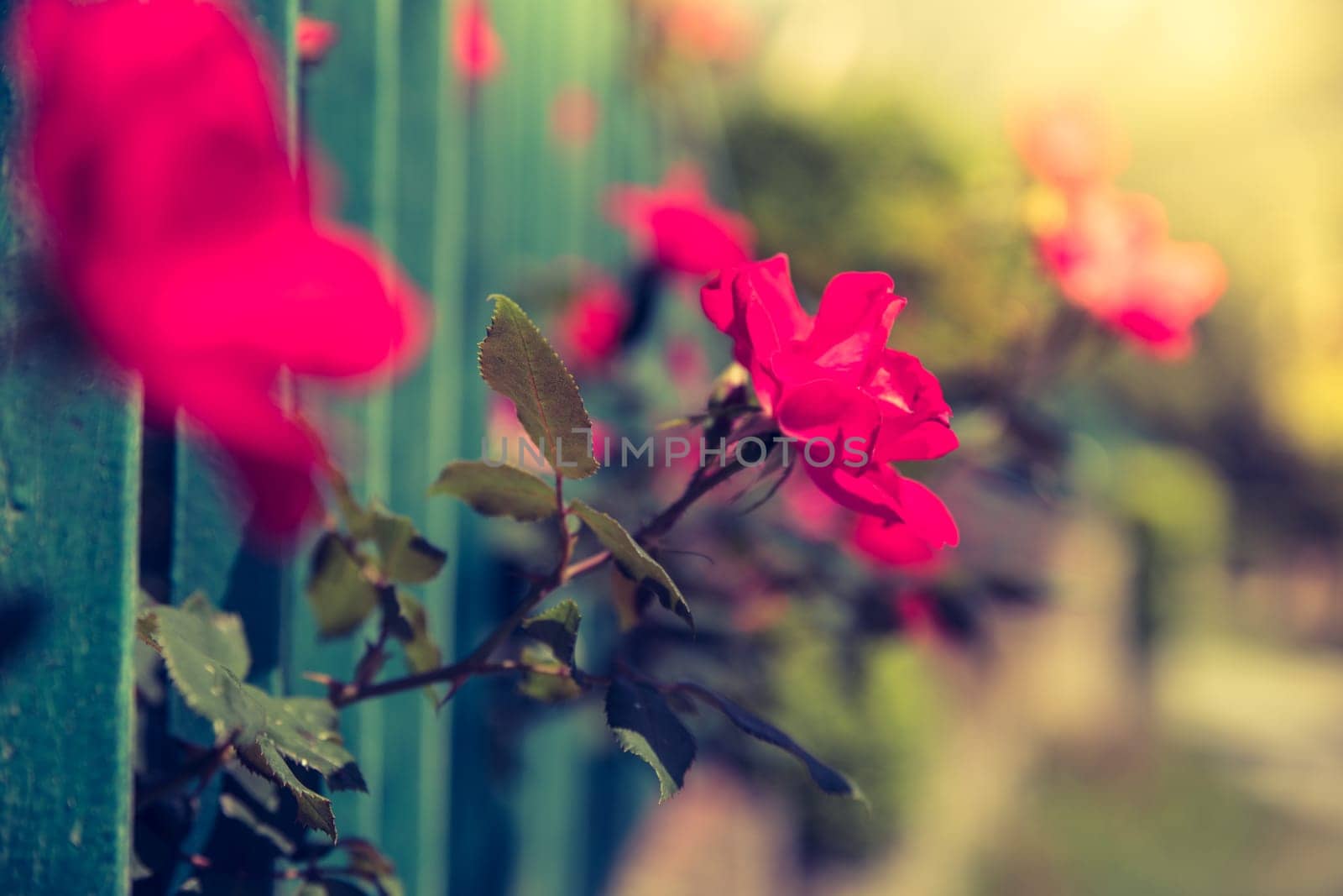 Beautiful red flower in the backyard, bokeh background and evening sun