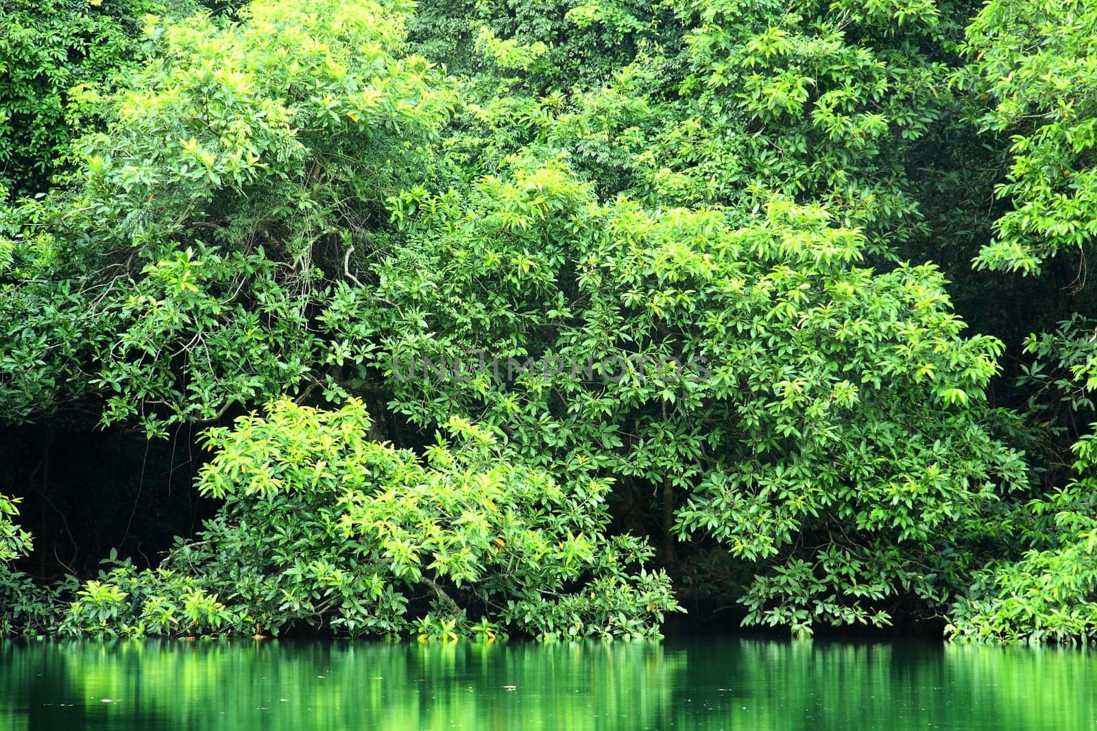 green trees reflecting in the water at day