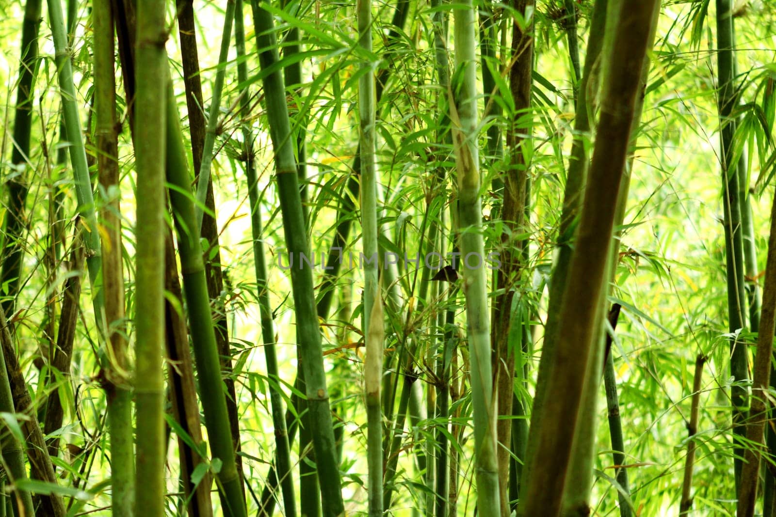 bamboo background in nature at day