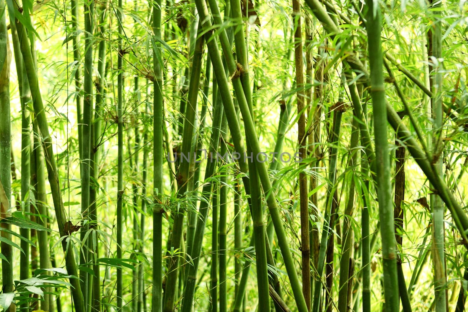 bamboo background in nature at day