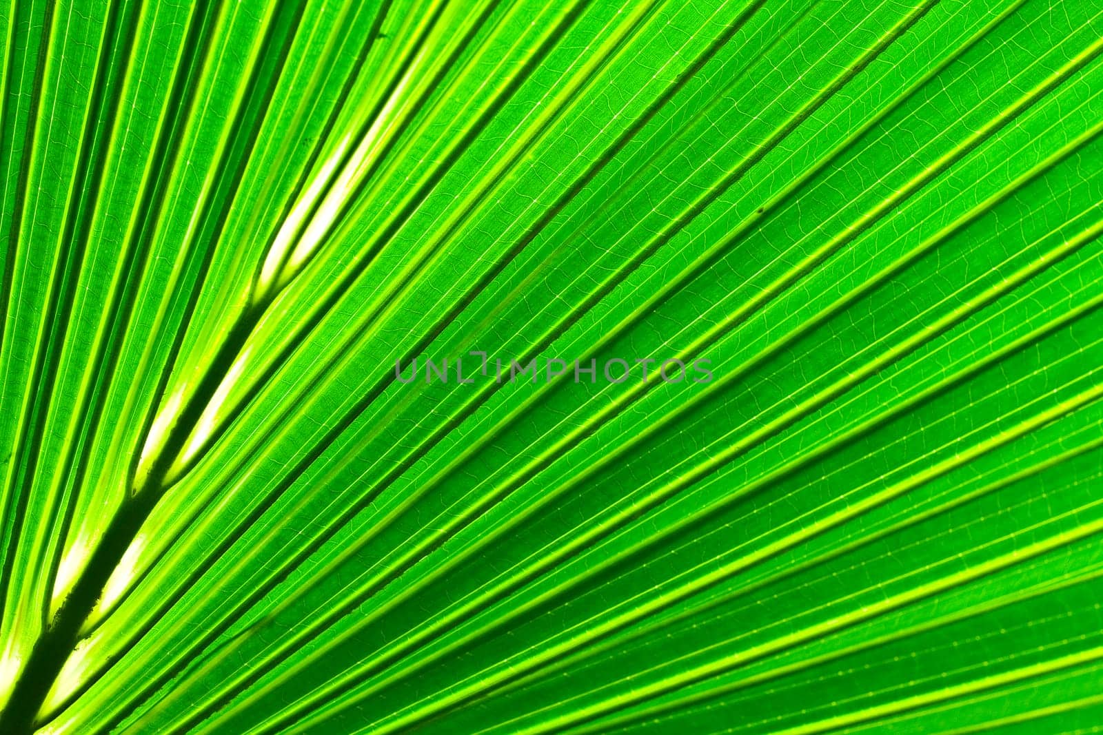 Beautiful green palm leaf background with backlighting