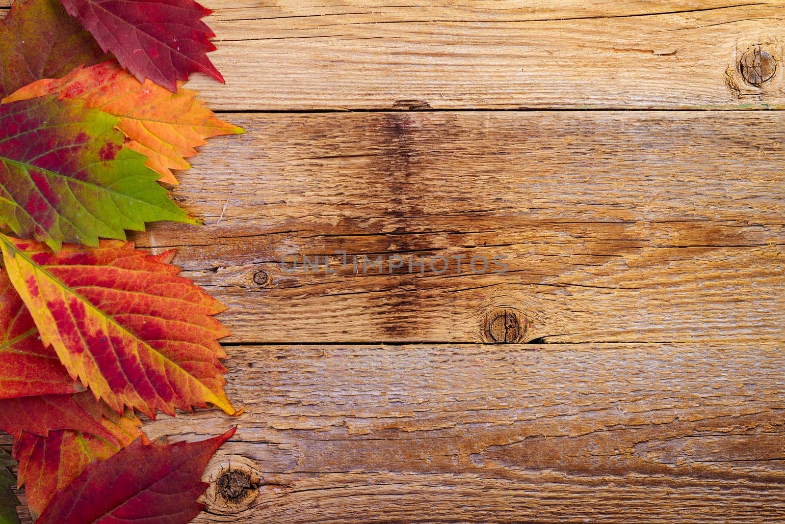 autumn maple leaves over old wooden background with copy space