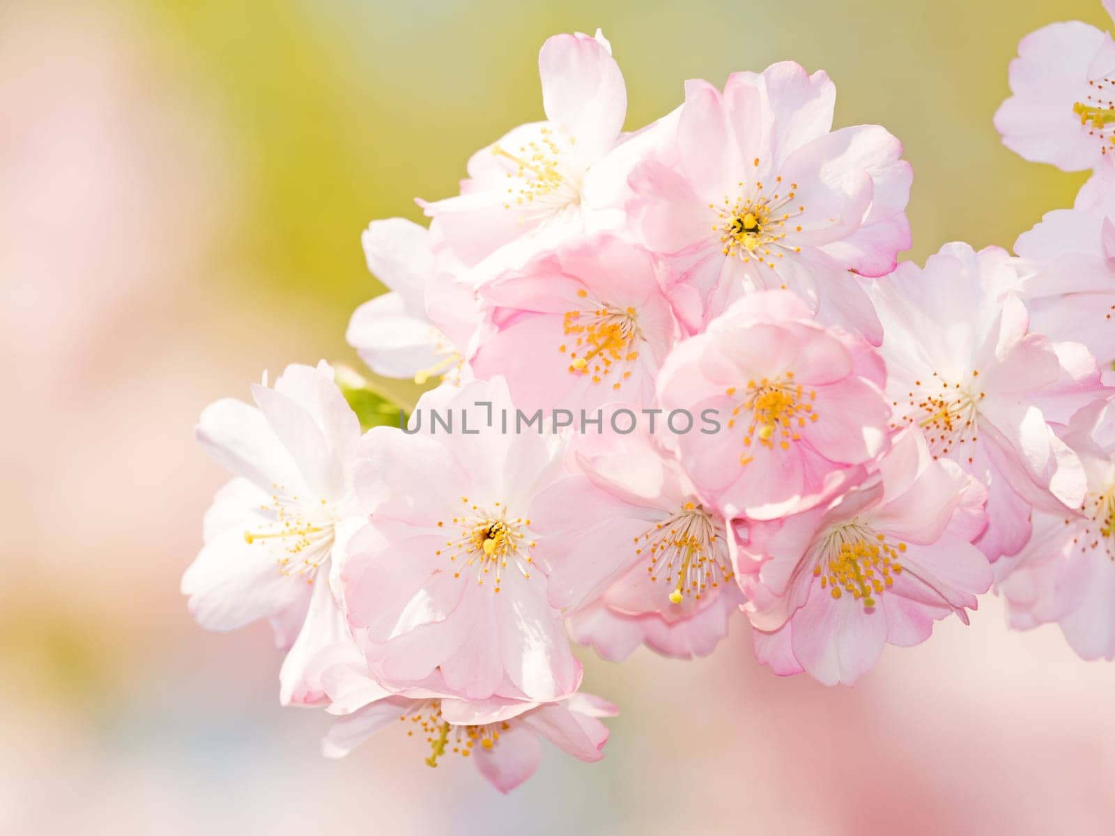 Japanese cherry blossom