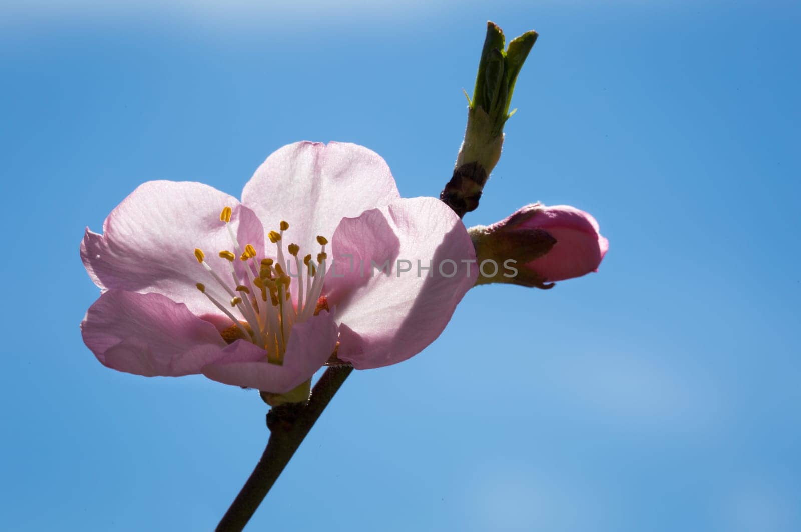 Almond blossom