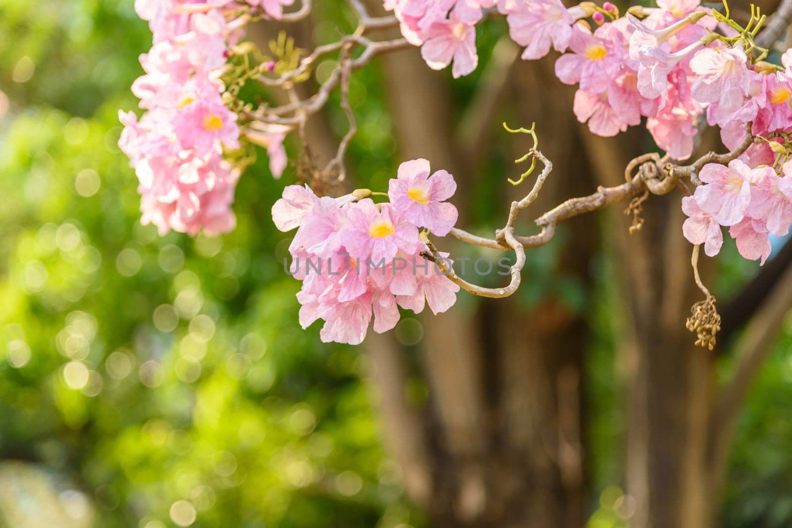 Beautiful Pink Trumpet flower or Tabebuia heterophylla